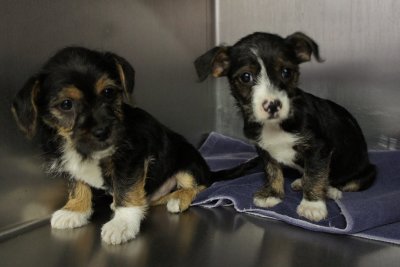 Dumpster Puppies