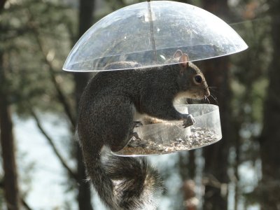 Squirrel Proof Feeder....NOT!!!!