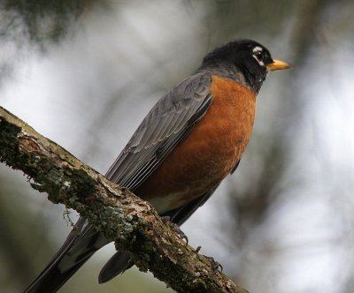 The robins have returned! 