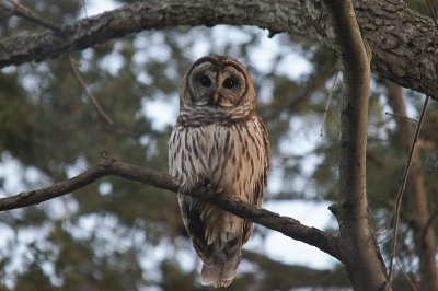 Male Barred Owl