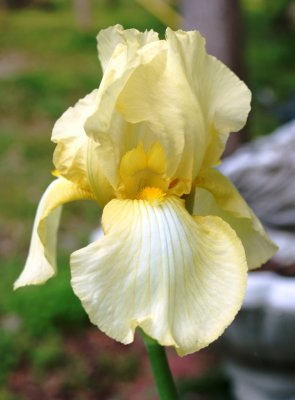 Our first Iris of the season!