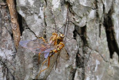 Emerging Giant Ichneumon Wasp
