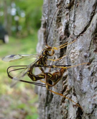 Female Giant Ichneumon Wasp