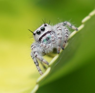 The itty bitty spider.....