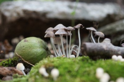 Hickory Nut and Mushrooms