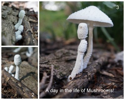 A day in the life of a Mushroom