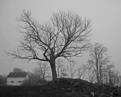 Tree house and barn