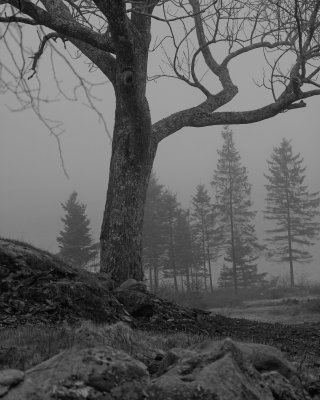 Tree and fog