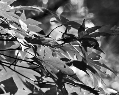 Crazy leaves