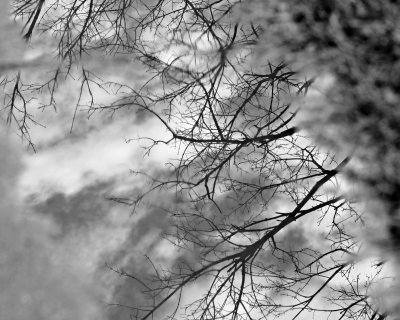 Trees reflected in puddle