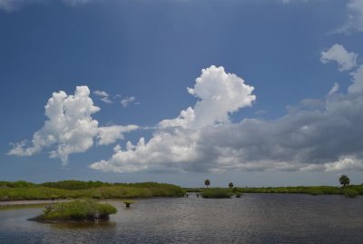 Salt Marshes of  Meritt Island