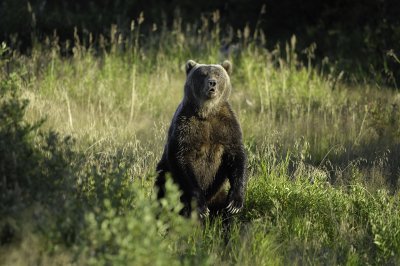 kodiak_bears