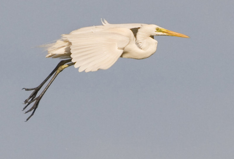 Eastern Great Egret - Ardea egretta modesta 