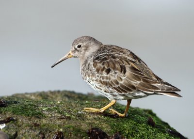 Purple Sandpiper - Calidris maritima (Paarse Strandloper)