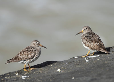 Purple Sandpiper - Calidris maritima (Paarse Strandloper)