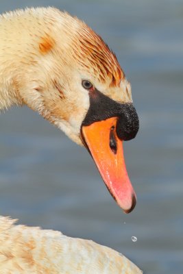 Mute Swan - Cygnus olor (Knobbelzwaan)