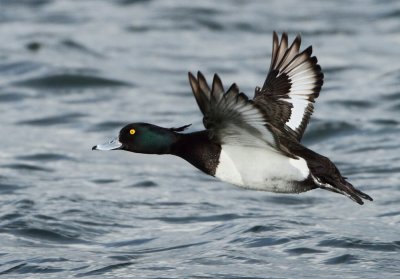 Tufted Duck - Aythya fuligula (Kuifeend)