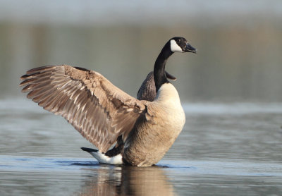 Canada Goose - Branta canadensis (Grote Canadese Gans)