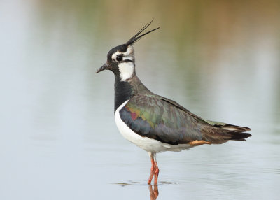 Northern Lapwing -Vanellus vanellus (Kievit)