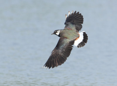 Northern Lapwing -Vanellus vanellus (Kievit)