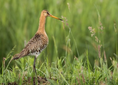 Black-tailed Godwit - Limosa limosa limosa (Grutto)