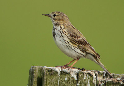 Meadow Pipit - Anthus pratensis (Graspieper)