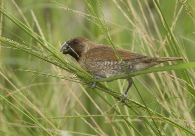 Scaly-breasted Munia - Lonchura punctulata (Muskaatvink)