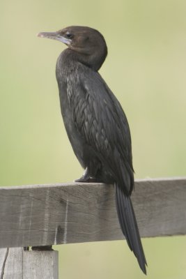 Little Cormorant - Phalacrocorax niger (Indische Dwergaalscholver)