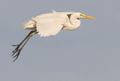 Eastern Great Egret - Ardea egretta modesta 