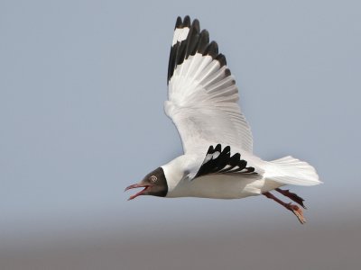 Laridae - Gulls and Terns (Meeuwen en sterns)