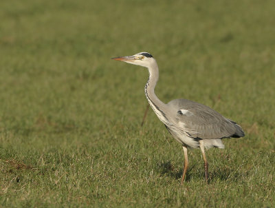 Grey Heron - Ardea cinerea (Blauwe Reiger)