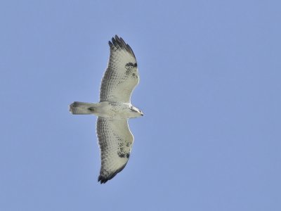 Common Buzzard - Buteo buteo (Buizerd)