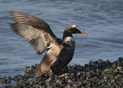 Common Eider - Somateria mollissima (Eider)
