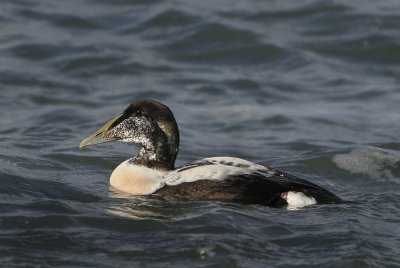 Common Eider - Somateria mollissima (Eider)