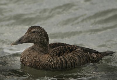 Common Eider - Somateria mollissima (Eider)