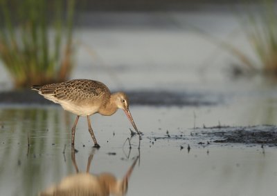 Black-tailed Godwit - Limosa limosa limosa (Grutto)