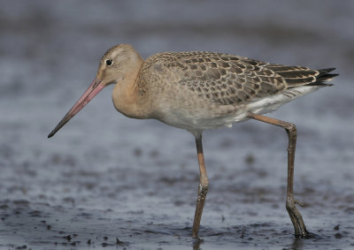 Black-tailed Godwit - Limosa limosa limosa (Grutto)