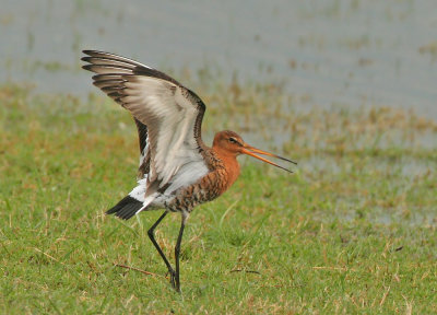 Islandic Black-tailed Godwit - Limosa limosa islandica (IJslandse Grutto)