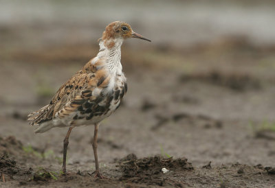 Ruff - Philomachus pugnax (Kemphaan)