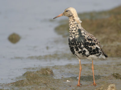 Ruff - Philomachus pugnax (Kemphaan)