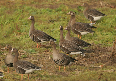 Greater White-fronted Goose - Anser albifrons (Kolgans)
