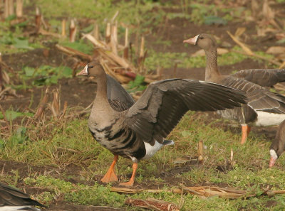 Greater White-fronted Goose - Anser albifrons (Kolgans)