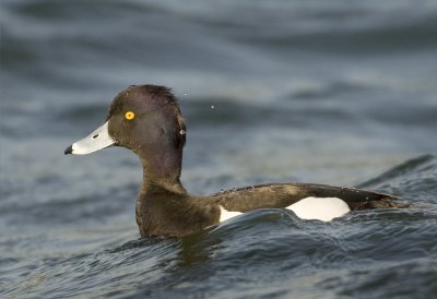 Tufted Duck - Aythya fuligula (Kuifeend)