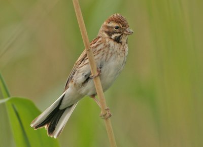 Reed Bunting - Emberiza schoeniclus (Rietgors)