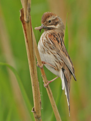 Reed Bunting - Emberiza schoeniclus (Rietgors)