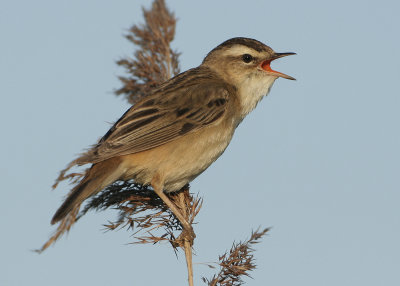 Sedge Warbler - Acrocephalus schoenobaenus (Rietzanger)