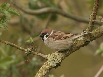 Eurasian Tree Sparrow - Passer montanus (Ringmus)