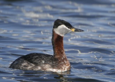 Roodhalsfuut - Podiceps grisegena (Red-necked Grebe)