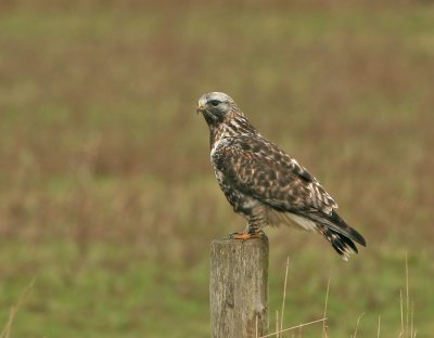 Rough-legged Buzzard - Buteo lagopus (Ruigpootbuizerd)