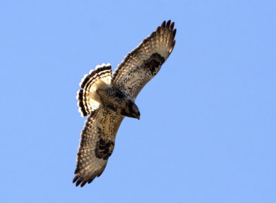 Rough-legged Buzzard - Buteo lagopus (Ruigpootbuizerd)